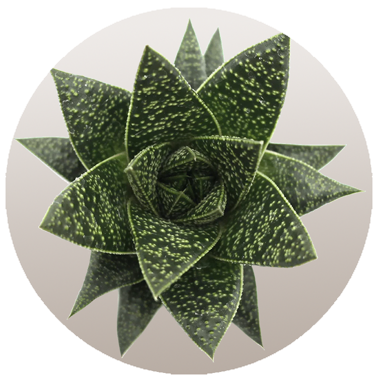 WI_Thumbnails_FY26_succulents_Gasteria-Flow