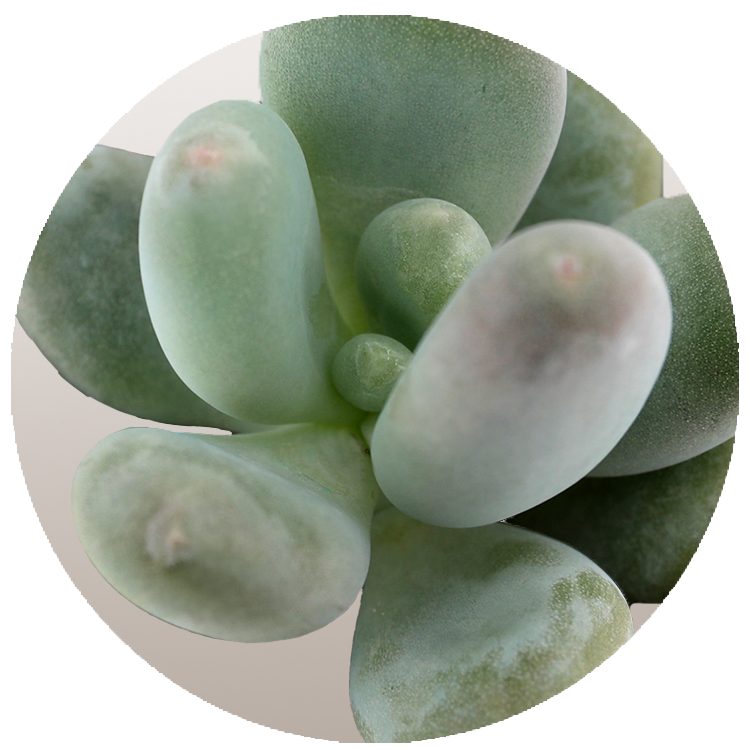 WI_Thumbnails_FY26_succulents_Pachyphytum-Blue-Haze