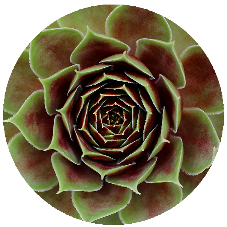 WI_Thumbnails_FY26_succulents_Sempervivum-Coconut-Crystal