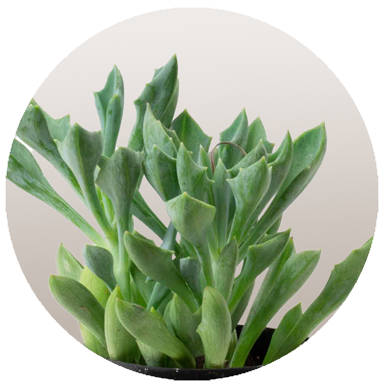 WI_Thumbnails_FY26_succulents_Senecio-Kleiniiformis