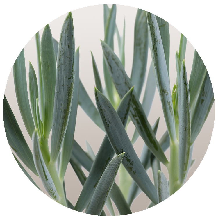 WI_Thumbnails_FY26_succulents_Senizo_Mount_Everest