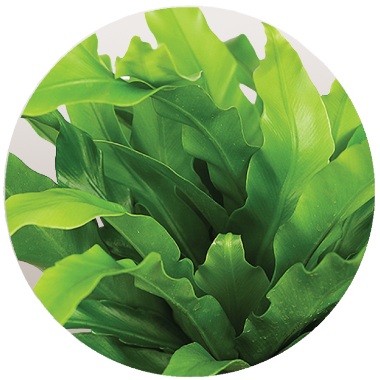 WI_Thumbnails_Fern-Osaka-Birds-Nest