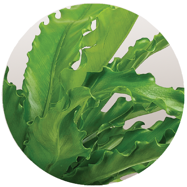 WI_Thumbnails_Fern-Victoria-Japanese-Birds-Nest