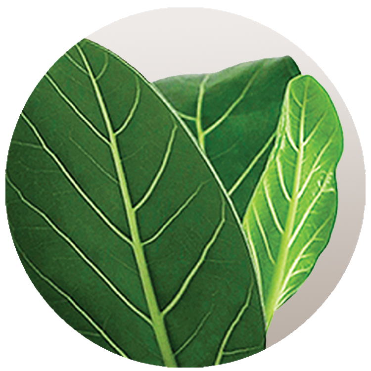 WI_Thumbnails_Ficus-Aubrey