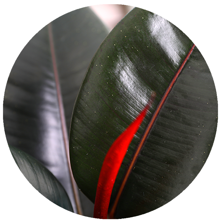 WI_Thumbnails_Ficus-Burgundy