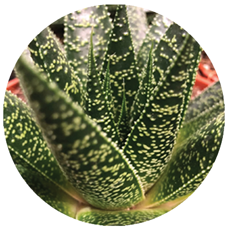 WI_Thumbnails_Gasteria-Kyaka (1)