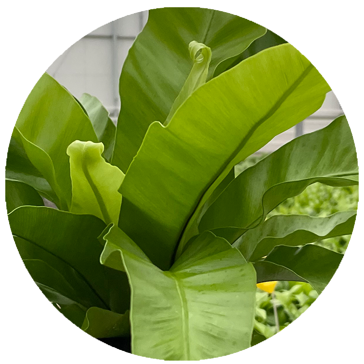 WI_Thumbnails_Japanese-Birds-Nest-Fern