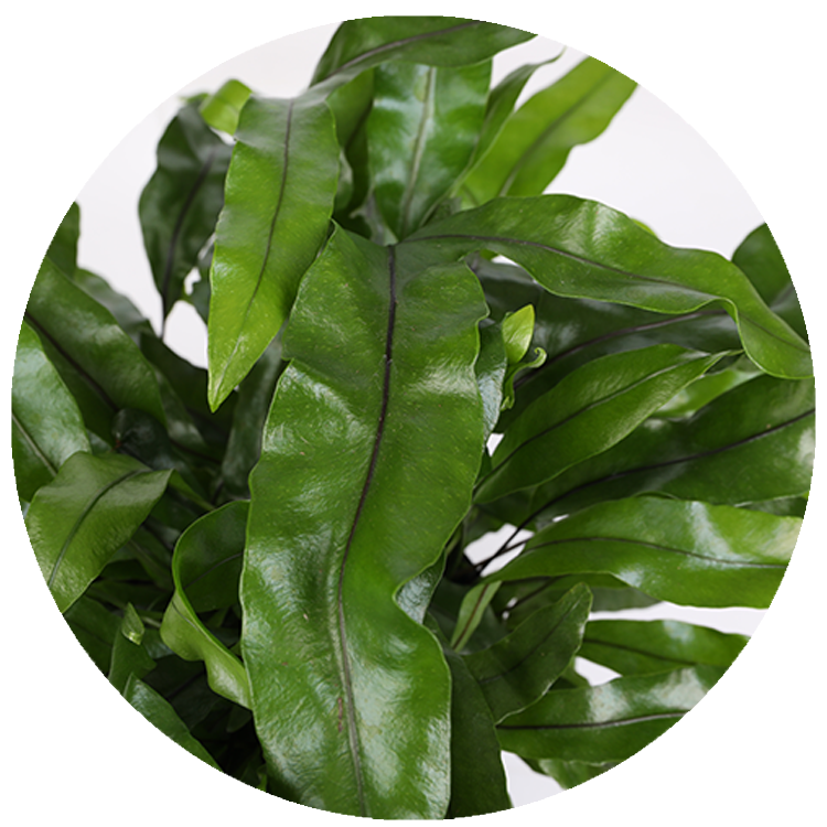 WI_Thumbnails_Kangaroo-Paw-Fern