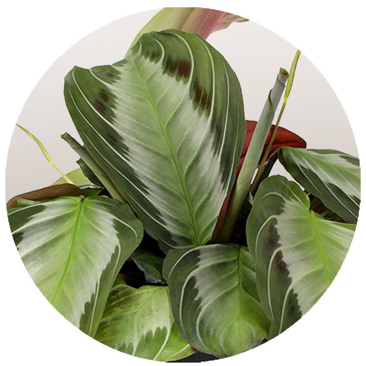 WI_Thumbnails_Maranta-SilverBand