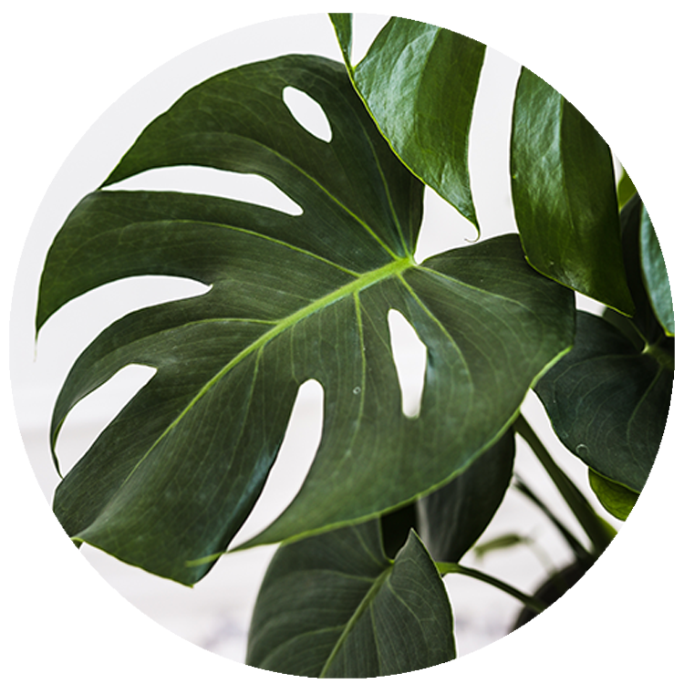 WI_Thumbnails_Monstera-Deliciosa-Taverii