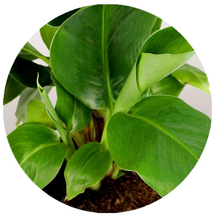 WI_Thumbnails_Musa-Tropicana