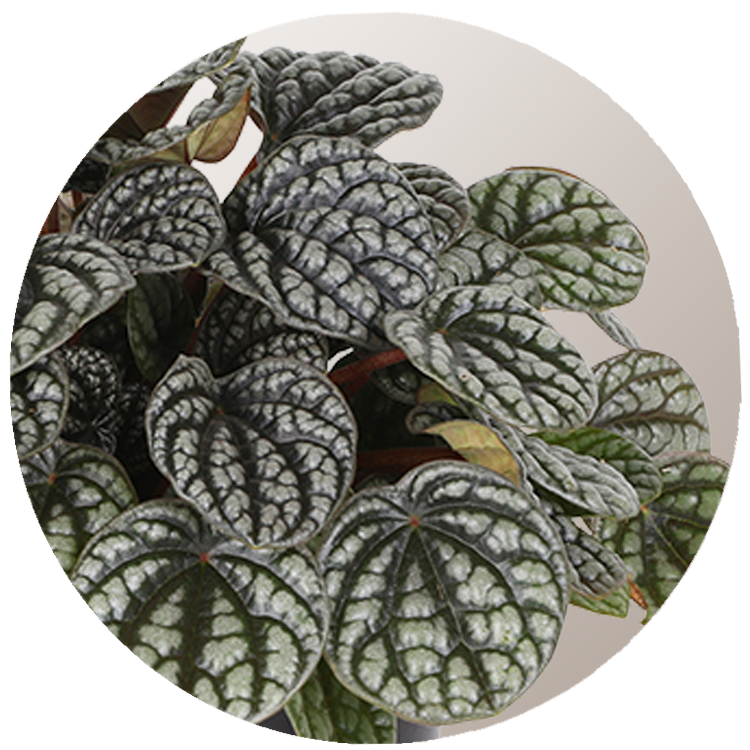 WI_Thumbnails_Peperomia-Burbella