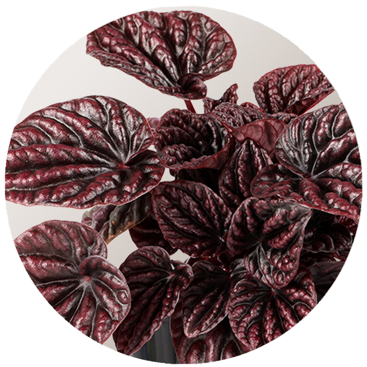 WI_Thumbnails_Peperomia-Red-Luna
