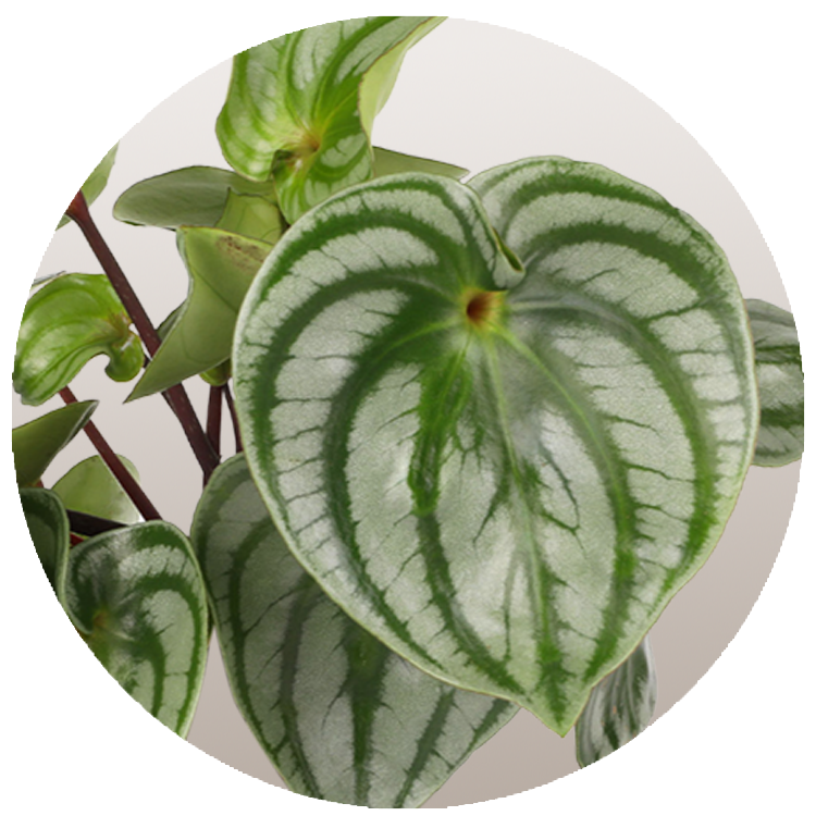 WI_Thumbnails_Peperomia-Watermelon