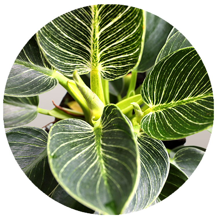 WI_Thumbnails_Philodendron-Birkin