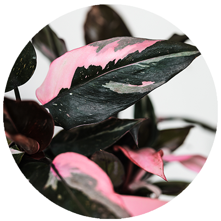 WI_Thumbnails_Philodendron-Pink-Princess