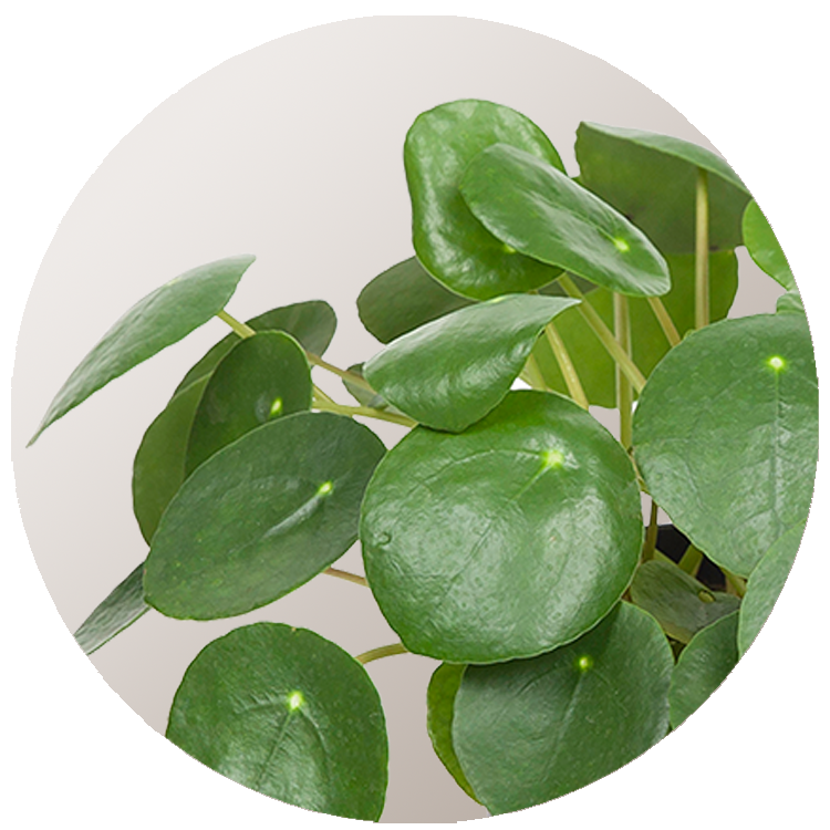 WI_Thumbnails_Pilea-Peperomoides