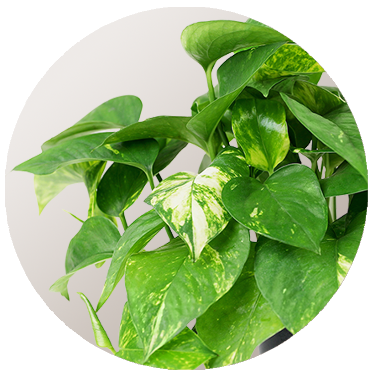 WI_Thumbnails_Pothos-Golden