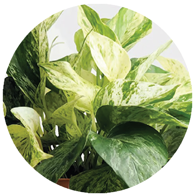 WI_Thumbnails_Pothos-Marble-Quenn (1)