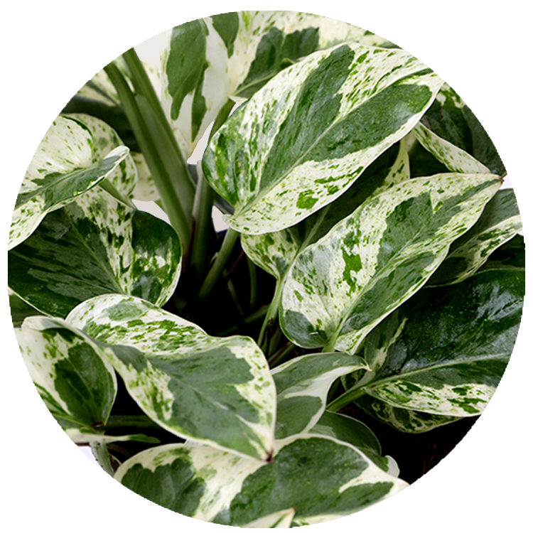 WI_Thumbnails_Pothos-Njoy