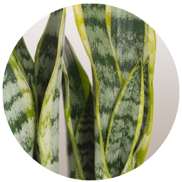 WI_Thumbnails_Sansaveria-Golden-Edge