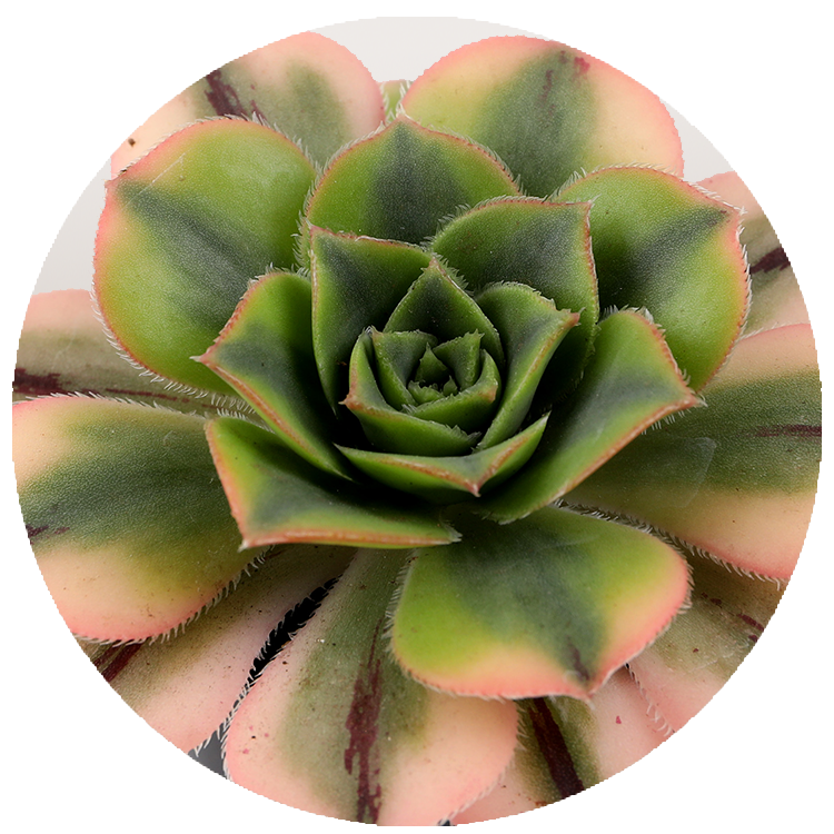 WI_Thumbnails_Succulents_Aeonium_Davidbramwellii_Sunburst