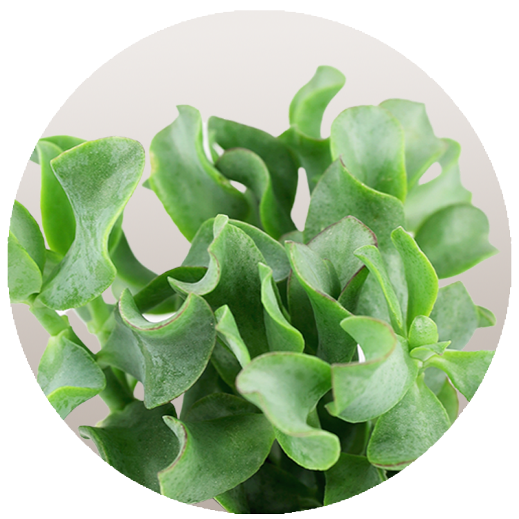 WI_Thumbnails_Succulents_Crassula-Curly-Arborescens