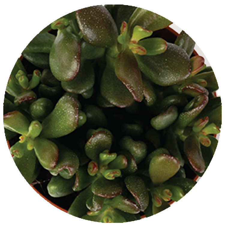 WI_Thumbnails_Succulents_Crassula-Gandalf