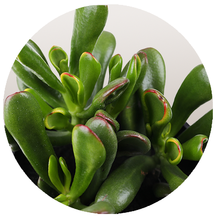 WI_Thumbnails_Succulents_Crassula-Horntree-Tricolor-Hobbit
