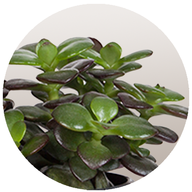 WI_Thumbnails_Succulents_Crassula-Minor