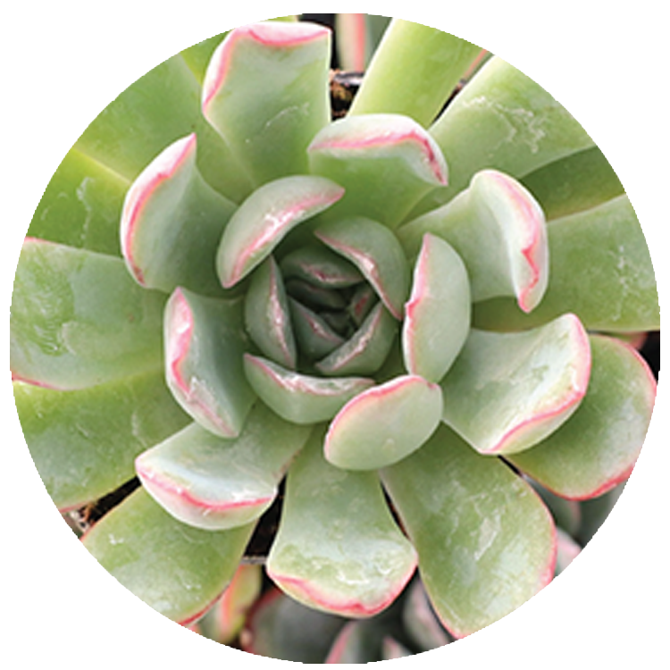 WI_Thumbnails_Succulents_Echeveria-Apus (1)