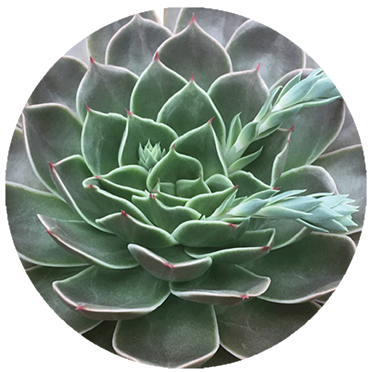 WI_Thumbnails_Succulents_Echeveria-Costa
