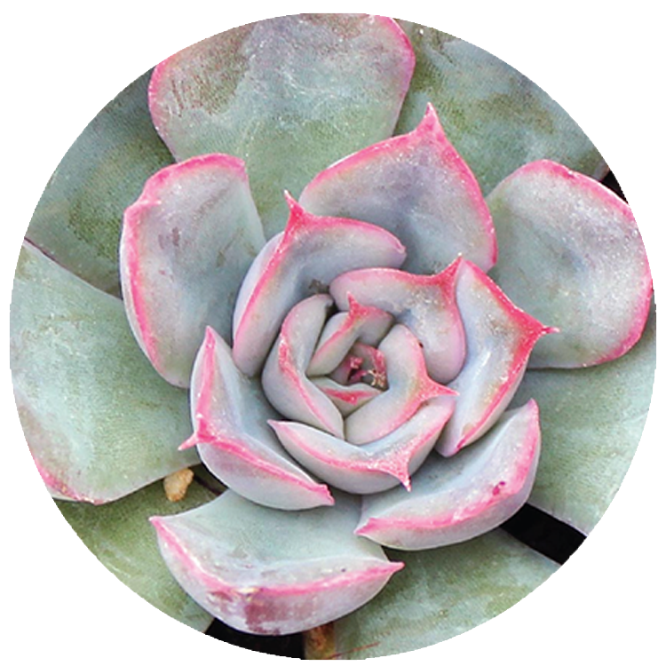 WI_Thumbnails_Succulents_Echeveria-Hercules