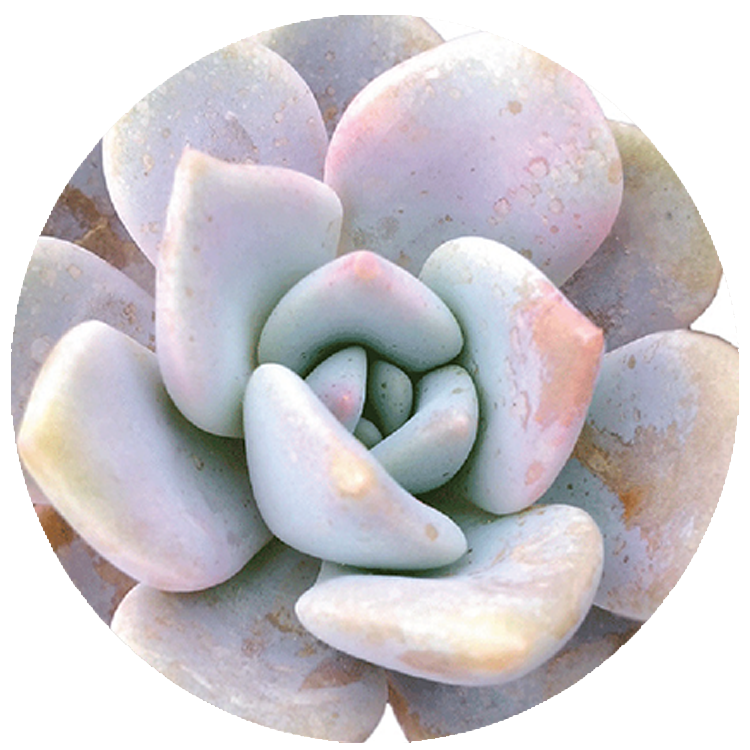 WI_Thumbnails_Succulents_Echeveria-Lilac-Wonder