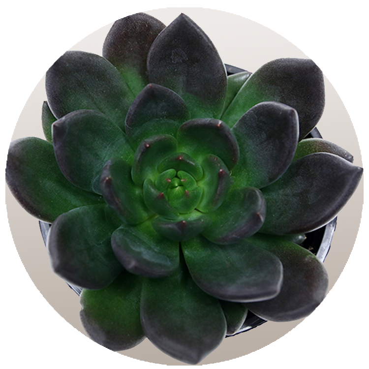 WI_Thumbnails_Succulents_Echeveria-Mamba