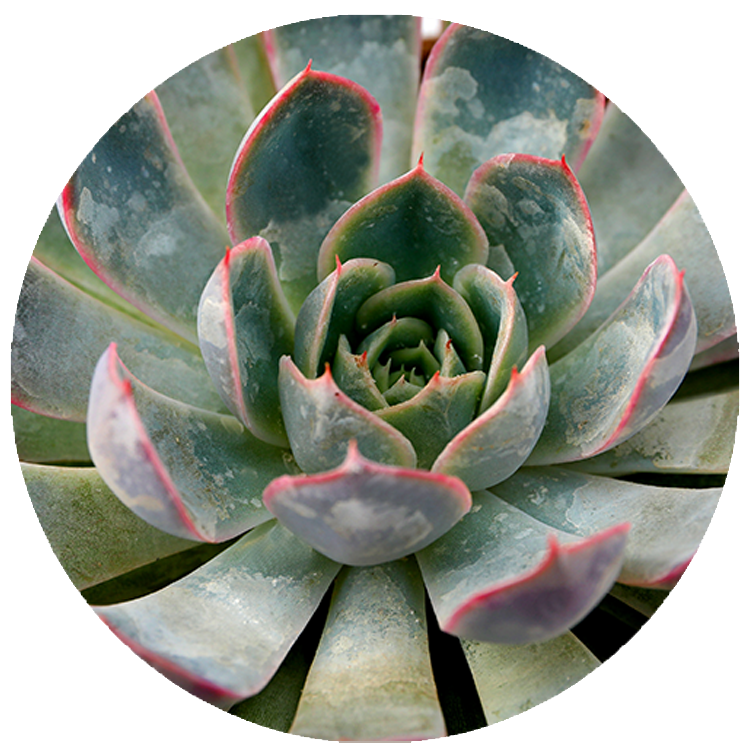 WI_Thumbnails_Succulents_Echeveria-Pink-Edge