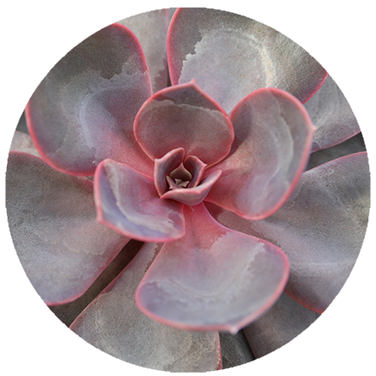 WI_Thumbnails_Succulents_Echeveria-Purple-Pearl