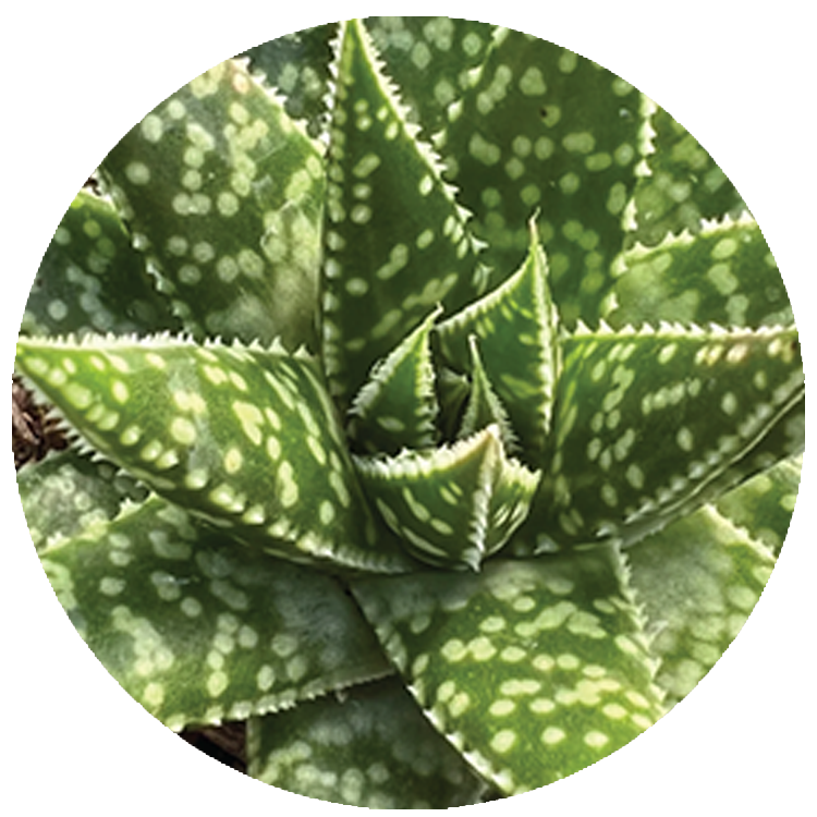 WI_Thumbnails_Succulents_Gasteria-Zimflora