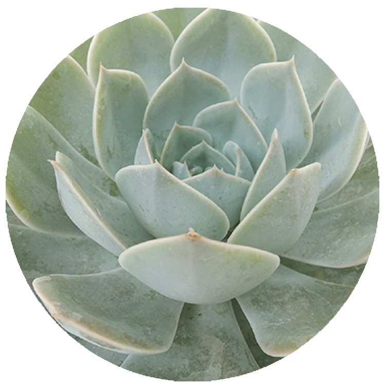 WI_Thumbnails_Succulents_Grande-Cinza (1)