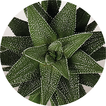WI_Thumbnails_Succulents_Hawarthia-Concolor-XXL