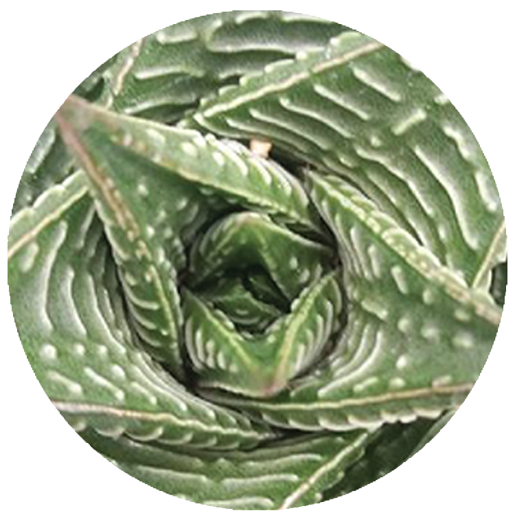 WI_Thumbnails_Succulents_Haworthia-Limifolia-Twister