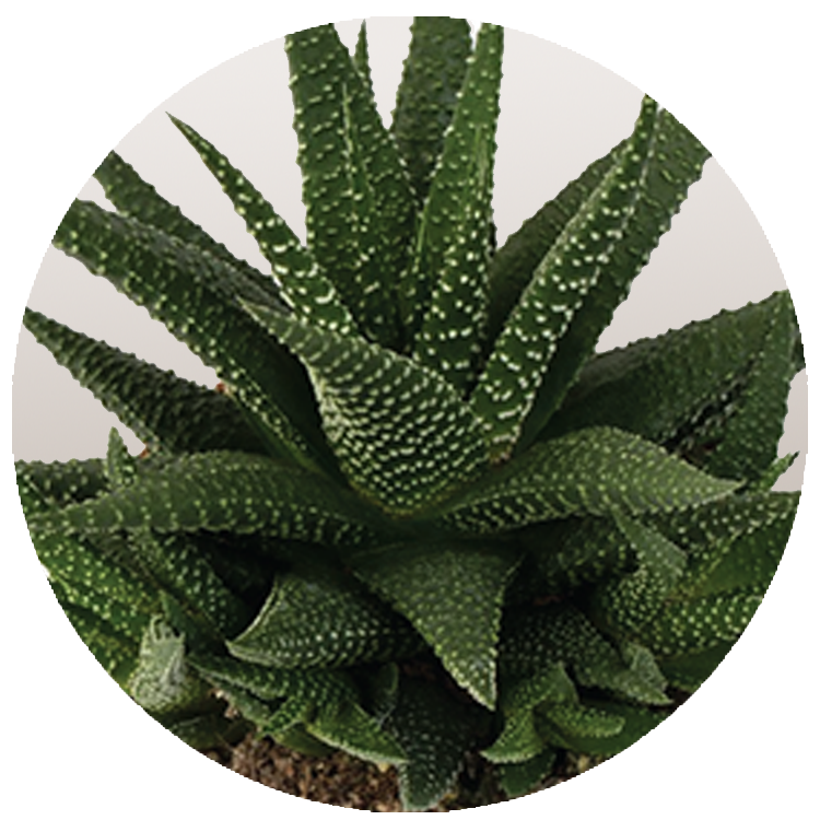 WI_Thumbnails_Succulents_Haworthia-Universe