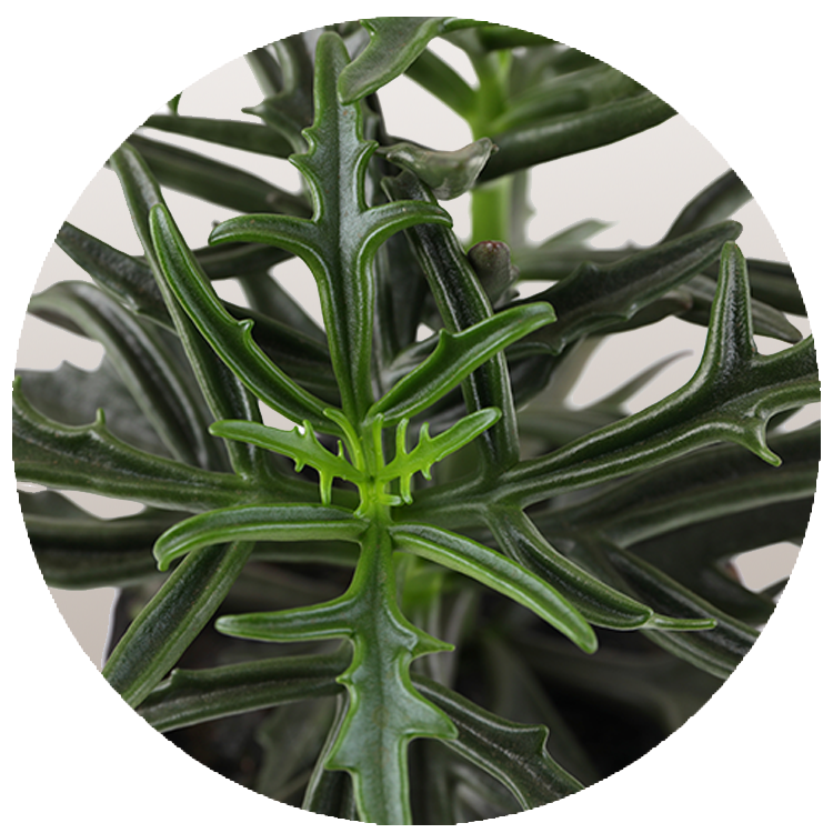 WI_Thumbnails_Succulents_Kalanchoe-Kewensis