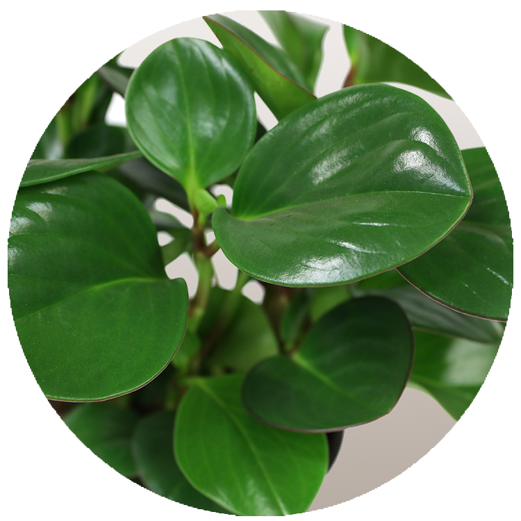 WI_Thumbnails_Succulents_Peperomia-Obtipan-Green