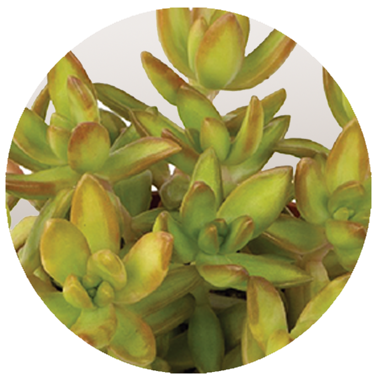 WI_Thumbnails_Succulents_Sedum-Nussbaumeranium-Coppertone (1)
