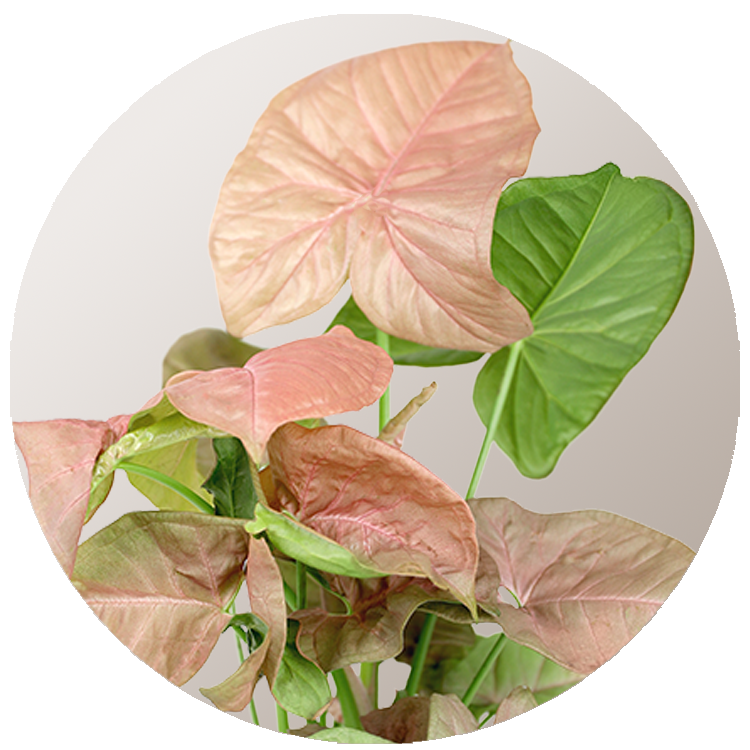 WI_Thumbnails_Syngonium-Neon-Robusta