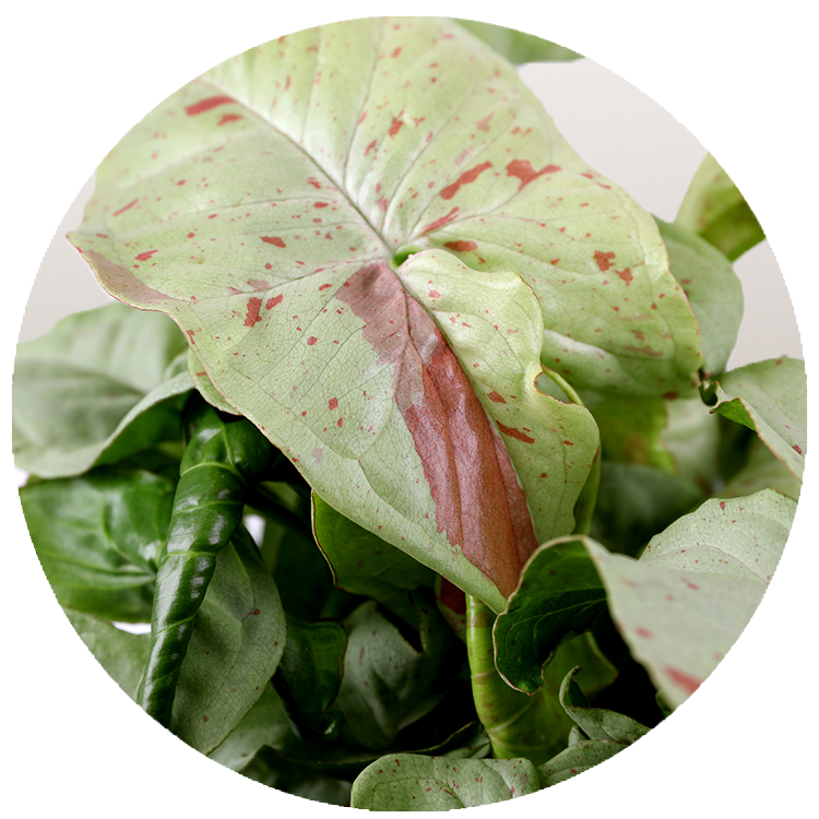 WI_Thumbnails_Syngonium_Coffee_Milk