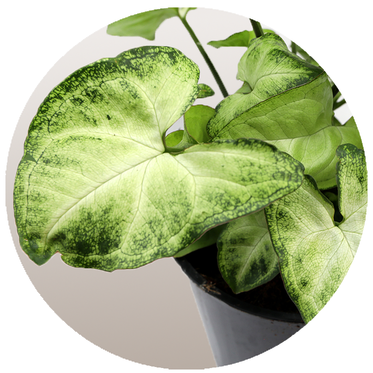 WI_Thumbnails_Syngonium_White_Butterfly (1) (1)