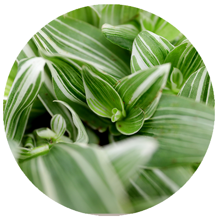 Tradescantia Fluminensis