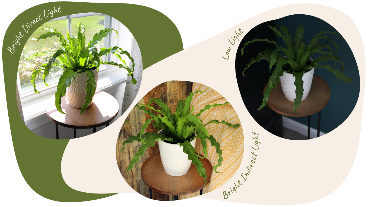 Website_Graphic_2_Lighting_1